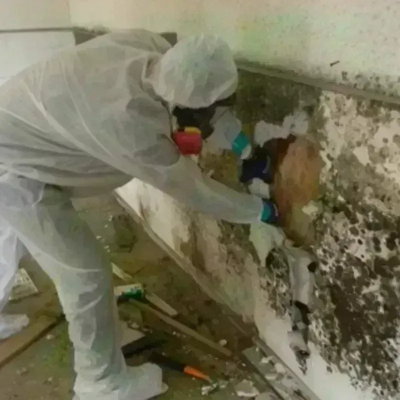 Mold Remediation and Removal in Bourne, MA